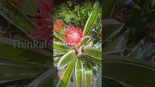 bromeliads variegated plants flowers  thinkal tips  you tube short  short viral [upl. by Ydisac]