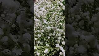 gypsophila🪻☘️ [upl. by Cyrillus]