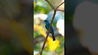 Verditer Flycatcher viralreels viralshorts viralvideos birding trendingreel viral naturelover [upl. by Timothee]