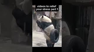 Videos to relief your stress part 1animals funny shorts yt [upl. by Gelman]