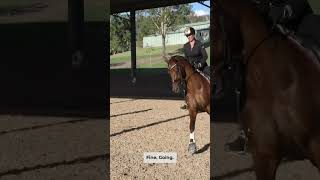 How To Use Your Seat In Canter  Learn From Two Grand Prix Riders [upl. by Tatianna]