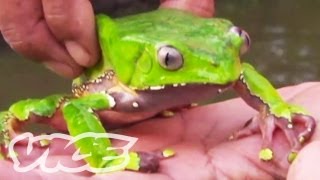 Tripping on Hallucinogenic Frogs Part 13 [upl. by Hayarahs]