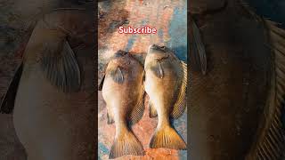 Fish 🥰 honavar ag ytshorts kannada youtube [upl. by Jean]