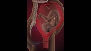 Fetus Development Stage 23 3D Animation [upl. by Thomasina271]