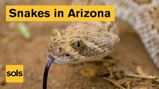 Preventing and treating a rattlesnake bite [upl. by Refeinnej]