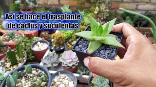 Trasplante de Cactus y Suculentas Echeveria Agavoides [upl. by Ellenod]