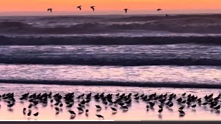 Sanderlings Ocean Beach San Francisco birds shorebirds sanderlings oceanbeach Sanfrancisco [upl. by Liv]