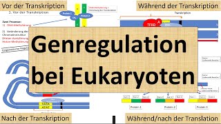 Genregulation bei Eukaryoten Transkriptions und Translationsebene Genetik Oberstufe [upl. by Juli]