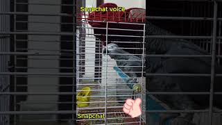 Smokey gives Real snapchat voice snapchat africanparrots birds petvideos talkingbird [upl. by Bunker]