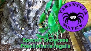 Species Showcase Poecilotheria Regalis [upl. by Atok]