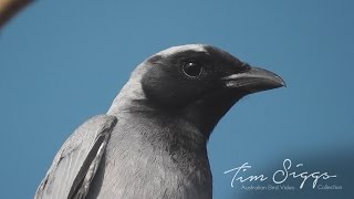 Black Faced Cuckoo Shrike Coracina novaehollandiae [upl. by Eimrej]