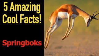 5 Fascinating Facts About Springboks [upl. by Corso684]