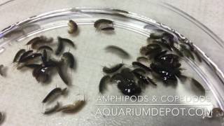 Amphipods amp Copepods for Your Reef Aquarium  Live Food for Marine Fish amp Coral [upl. by Ennad]