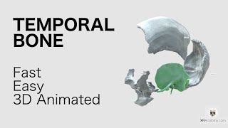 Exploring the Temporal Bone Key Landmarks To Know 🦴 SkullAnatomy [upl. by Pearce]