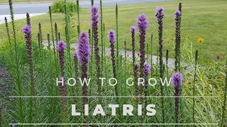 Liatris Spicata  All about Liatris from Seed to Bloom [upl. by Jolanta]