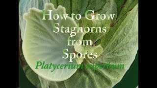 How to Grow Staghorn Ferns from Spores Platycerium superbum [upl. by Ylloj]