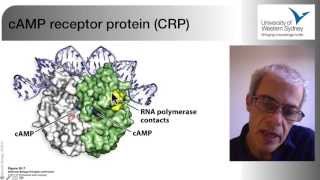 03 The Regulation of Gene Expression in Bacteria [upl. by Marchall]