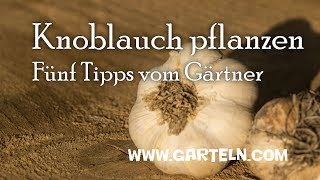 Knoblauch pflanzen  Fünf Tipps vom Gärtner [upl. by Anoblav]