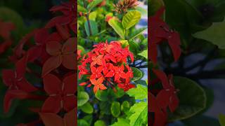 Gardening Tips  ixora coccineagardening plantation gardenixora [upl. by Eceerahs]