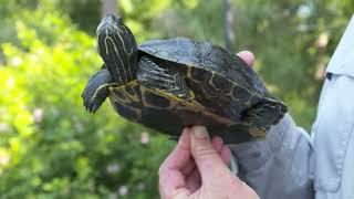 Yellowbellied slider vs redeared slider from quotLowcountry Turtlesquot [upl. by Weight]