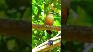 Bird Of Costa Rica Oiseau du Costa Rica Motmot à sourcils bleus Bird Call 4k shorts shortvideo [upl. by Hael634]