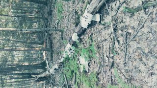 Keystone Trail at the Mount Tom State Reservation in Holyoke Massachusetts [upl. by Llenoj]