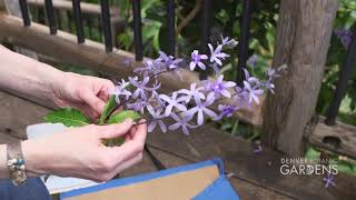 How to Collect a Herbarium Specimen and Tissue Sample [upl. by Fionna]