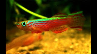 APHYOSEMION STRIATUM  A COLORFUL KILLIFISH [upl. by Britton551]