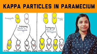 kappa particles in paramecium  cytoplasmic inheritance [upl. by Alpheus]