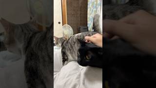 Cute cat videokabaddikimpro828cricket小猫funny猫館 [upl. by Aknaib785]