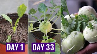 How to Grow KohlrabiKnol Khol in Containers  Complete GUIDE [upl. by Marcile]