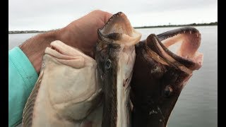 Wading the Marshes for a Limit of Flounder [upl. by Mogerly]