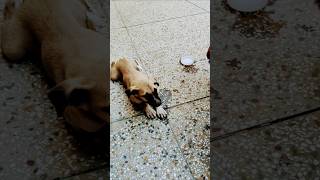 Water 🌊 For Street Puppy 😍 doglover puppy streetdog dog animals animallovr shortsfeed shorts [upl. by Montagna]