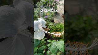 White Hibiscus flower mothytubeshorts song love jubinnautiyal music [upl. by Khalin]