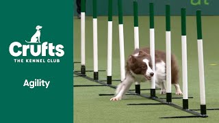 Agility  Crufts Singles SmallMediumIntermediateLarge Jumping Part 2  ​Crufts 2022 [upl. by Okika616]