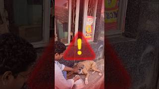 Why is my dog not eating food  dog food problem bts healthypaws puppyfood [upl. by Eiroc]