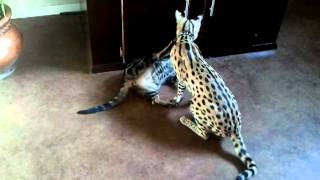 Savannah Serval vs Bengal [upl. by Tamberg]