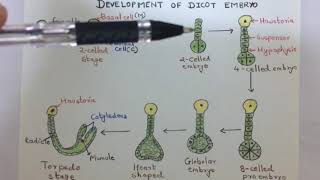 Development of dicot embryo [upl. by Constanta453]