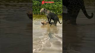 DETIK DETIK BUAYA GAGAL MENGINTAI JAGUARanimal crocodile tiger vidioshort [upl. by Mor338]