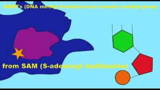 GENETICS 3 EPIGENETICS SADENOSYL METHIONINE [upl. by Inavoy]