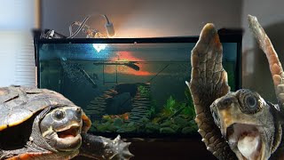 New Aquarium PetSmart Decorations Turtle Tank Renovations [upl. by Ibby]