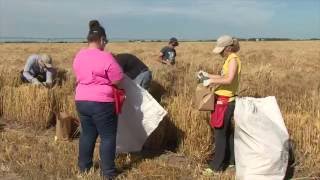 Scientist in Pursuit of Successful Wheat Hybrid [upl. by Dleifxam]