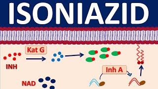 Isoniazid inh  A narrow spectrum antibiotic for tuberculosis [upl. by Remlap498]