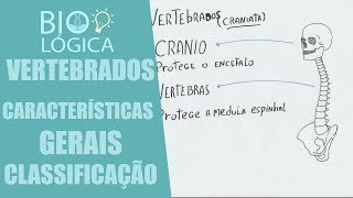 BIO LÃ“GICA VERTEBRADOS  CARACTERÃSTICAS GERAIS E CLASSIFICAÃ‡ÃƒO [upl. by Suirradal951]