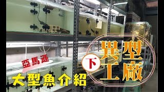 異型工廠下 Fish roomL333 Hypancistrus 2 [upl. by Tadeo439]