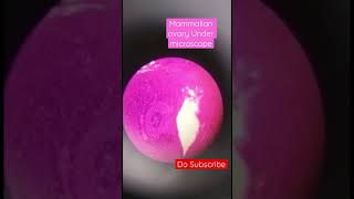 TS of Mammalian Ovary  Ovary  Under microscope trending shorts facts quiz science ncert [upl. by Saraiya202]