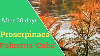 Proserpinaca Palustris cuba 30 day timelapse  Mermaid Weed [upl. by Fiann970]