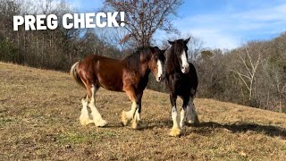 Is Our Clydesdale Mare Pregnant  Rehab Horse Follow Up Canker Appointment [upl. by Anaed728]