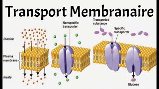 TRANSPORT MEMBRANAIRE PHYSIO [upl. by Detta]