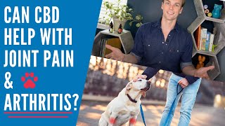 Can CBD help dogs with Arthritis and Joint Pain [upl. by Arebma]